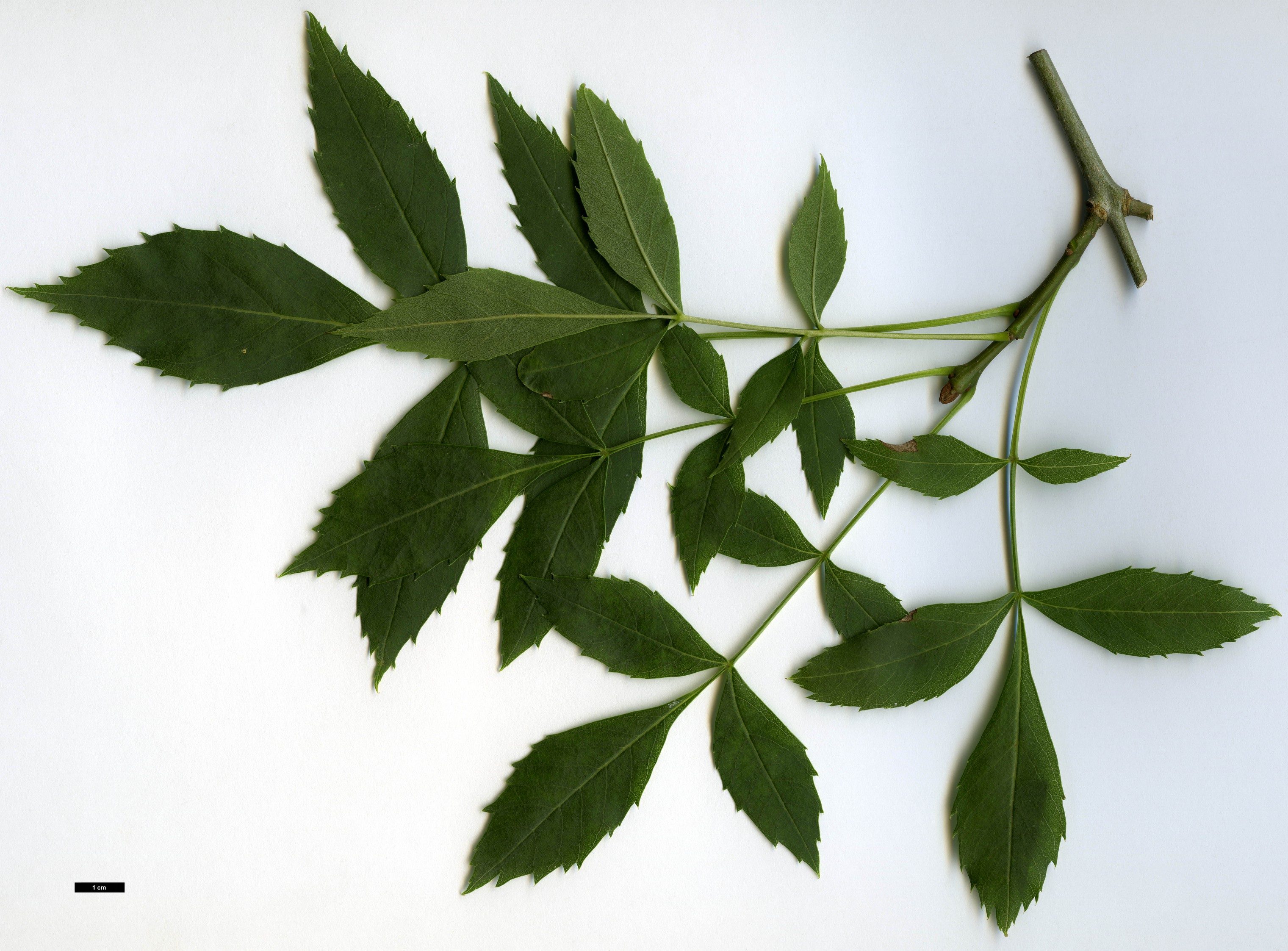 High resolution image: Family: Oleaceae - Genus: Fraxinus - Taxon: angustifolia - SpeciesSub: subsp. angustifolia